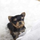 퍼피대디 이미지