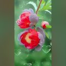 사랑 애(愛)/김사랑 이미지