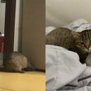 뚝딱누나