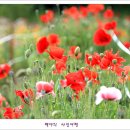 평화마루 이미지