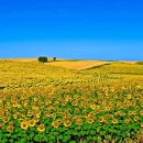 자연의 소리 이미지