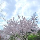 2024 벚꽃길 탐방 : 성내천, 올림픽공원, 석촌호수 이미지