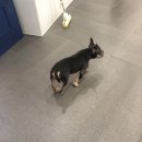 피터펫카페 이미지