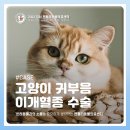 이개내고양이 | 등촌동동물병원 고양이 귀부음 이개혈종 수술 [젠틀리동물의료센터]