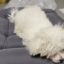 숑스타 이미지