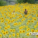해바라기마을 뉴스1