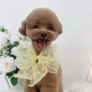 단비네펫살롱 이미지