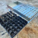 국화농장 이미지