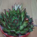 샘샘