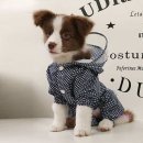 미미애견 이미지