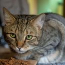 별이 펫푸드 이미지