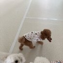 청주 애견유치원 꼬리흔들개Lucky | 청원구애견유치원 우리 귀여운 아이의 두 번째 집, 꼬리흔들개Lucky
