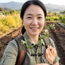 행복열매 | "길가 잡초가 한방 약재였어요" 까마중 열매 효능과 직접 키운 수확 후기