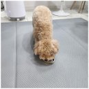 메가펫 애견호텔 이미지