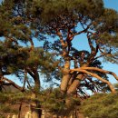 상주 상현리 반송 이미지