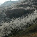 노고지리 이미지