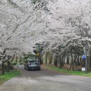 은해사 벚꽃길 이미지