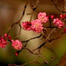 새벽-숲 이미지