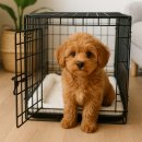 프리미엄 켄넬 | 강아지 켄넬 교육, 실패해도 다시 가능합니다(분리불안 예방)