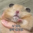 보타닉호텔 이미지