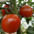 국희농장 이미지