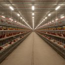 구성양계장 이미지