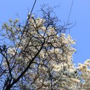 개나리공원2 이미지