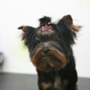 퍼피모리 이미지