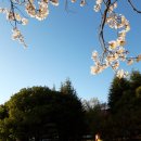 광양 백운대 벚꽃축제~🌸 이미지