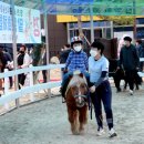 영천시운주산승마조련센터 이미지