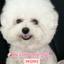 삐삐애견샵 이미지
