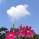 코스모스 이미지