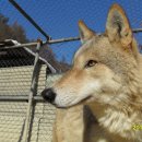 풍산개마을 이미지