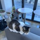 히든포레스트 | 포항 개별 프라이빗 수영장이 있는 슬로우오션&amp;히든포레스트 후기💙 화진 해수욕장 인근