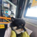 멍타냥택시 | 멍타냥택시 타고 청담 애견카페 왕복으로 다녀온 후기