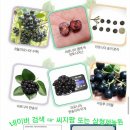 삼형농장 네이버블로그