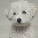 프롬율무 이미지