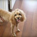 미미그루밍 이미지