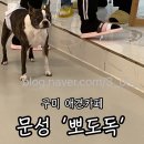 뽀도독 애견카페 이미지