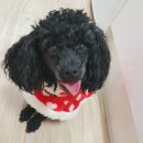 아가토토