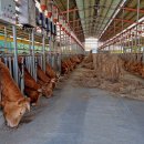 미송농장 이미지