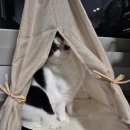 멍이 스타일 이미지