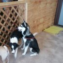 맨앤독 애견카페 이미지