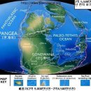 대멸종(Mass Extinctions) 이미지