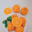 준이네농장 이미지