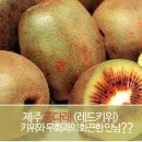 제주 서귀포 알토산마을 네이버블로그