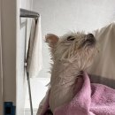 몽몽(MongMong) 이미지