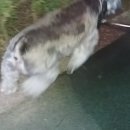 개운하개 이미지