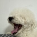 도그뷰티 이미지