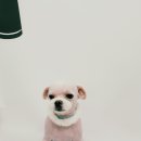 복실애견 이미지